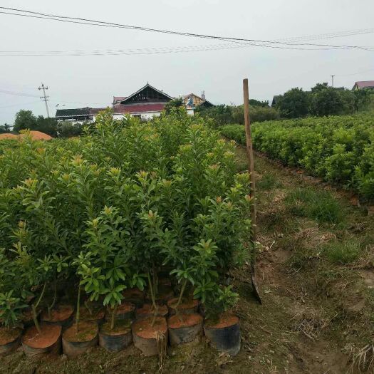 靖州县杨梅实生苗 