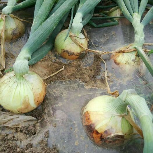郯城县黄皮洋葱 8cm以上 黄皮 4两以上
