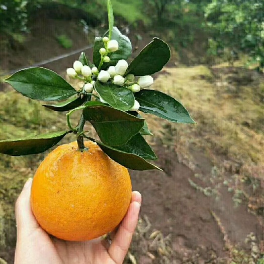 枝江市伦晚脐橙苗