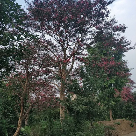 常州红花紫薇 