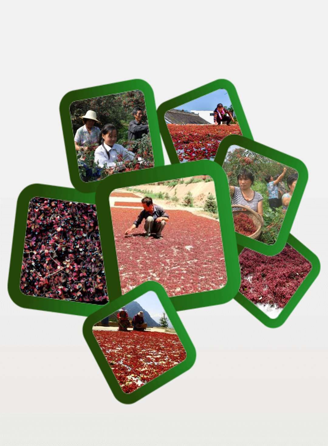 【包邮】大红袍花椒 梅花椒 纯货干净无杂 原货