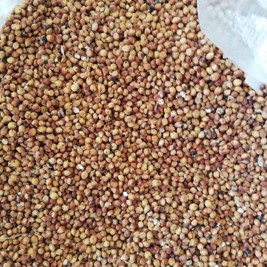 嫩江市红高粱 霉变 ≤1% 2等品 