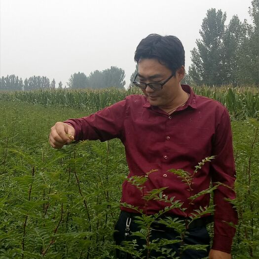 泰安大红袍花椒苗 ，规格齐全