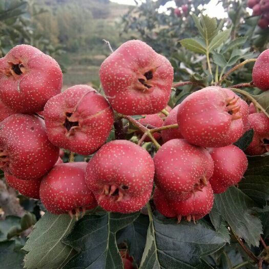 临朐县大金星山楂 20 - 25克