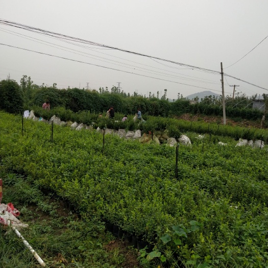 L25蓝莓苗 夏普蓝蓝莓苗