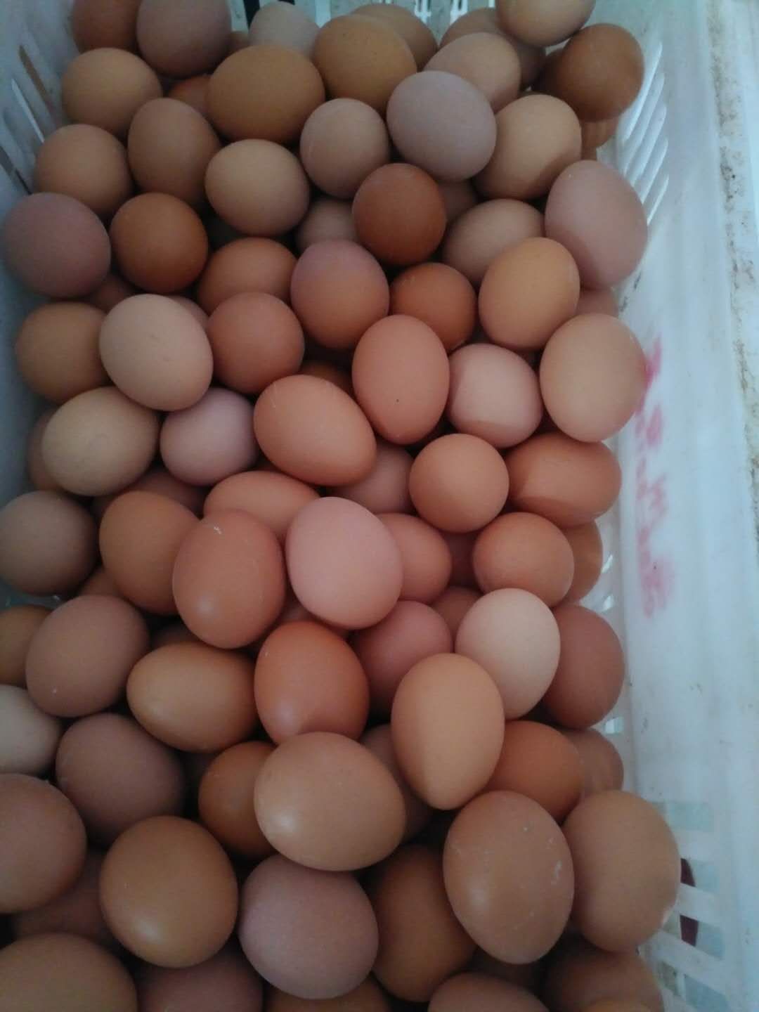 红皮鸡蛋 食用 散装