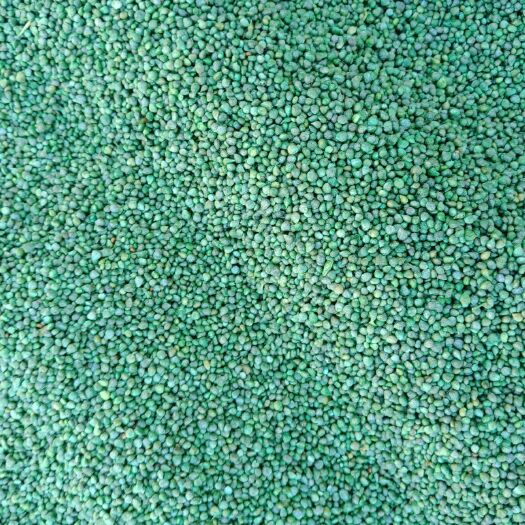 昌邑市大叶菠菜种子 大田用种 ≥80% 散装