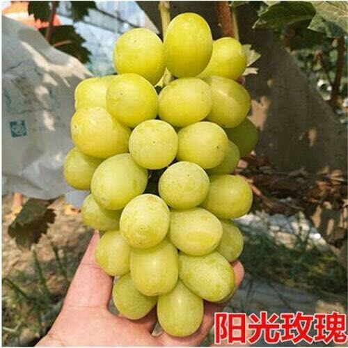 平邑县阳光玫瑰葡萄苗 