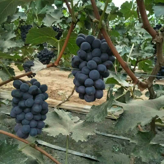 平邑县蜜光