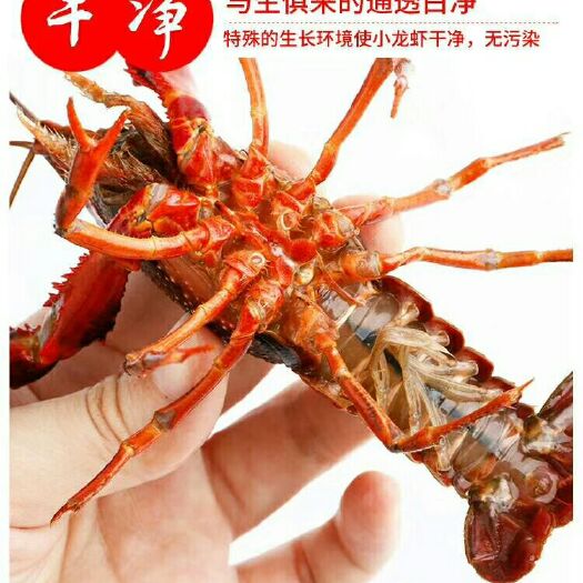 潜江市潜江小龙虾 234钱小红虾