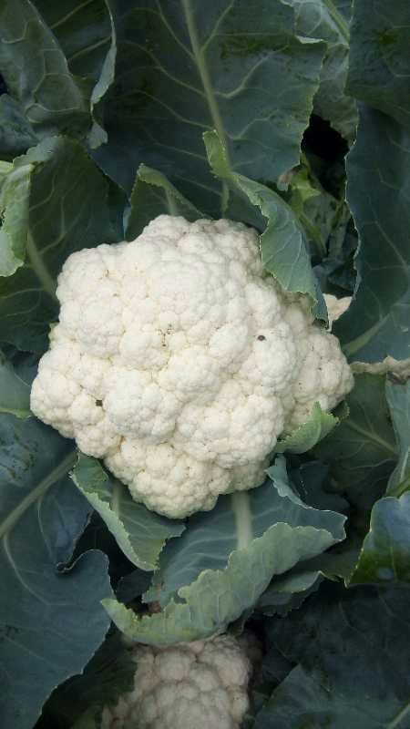 开封雪玉菜花 紧密 2~3斤 乳白色