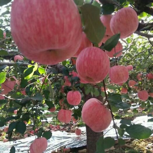 平邑县烟富10苹果苗 1~1.5米