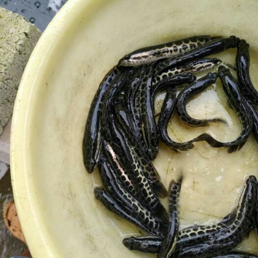 广州黑鱼苗