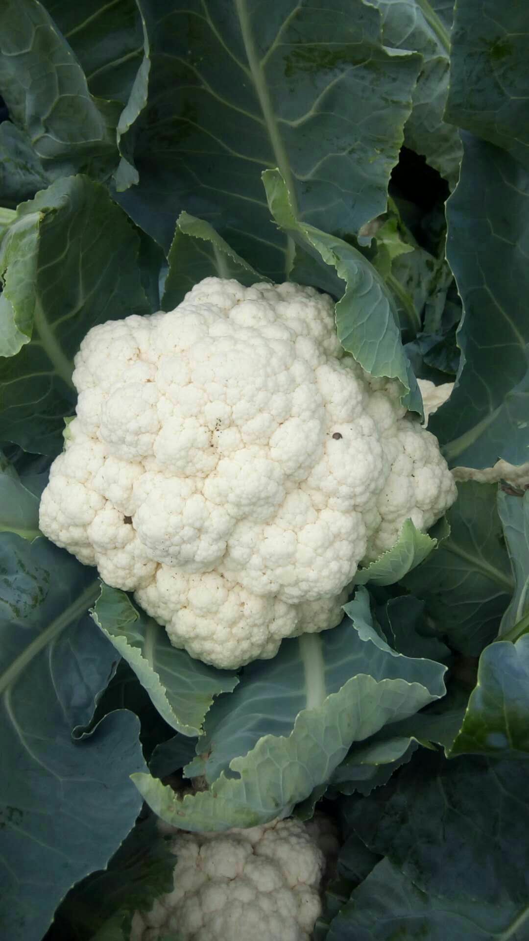 雪玉菜花 紧密 2~3斤 乳白色