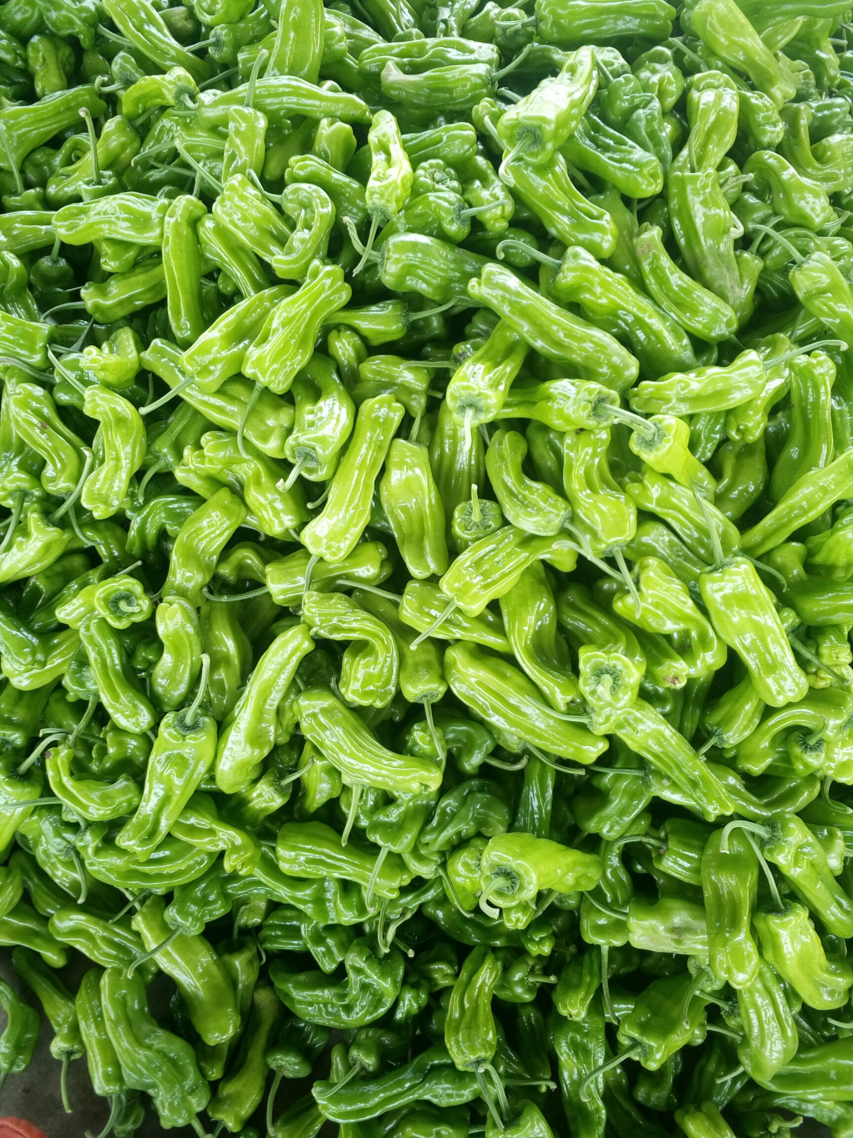 芜湖椒  大量上市，大量有货，质量保证。产地直销