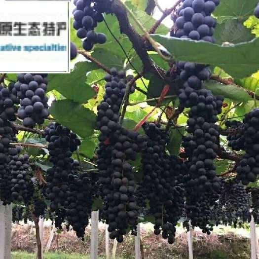 通道县高山紫秋葡萄苗  高山紫秋葡萄2年苗包技术 高山刺葡萄紫秋苗