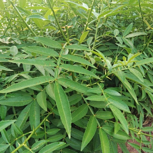 竹叶花椒苗