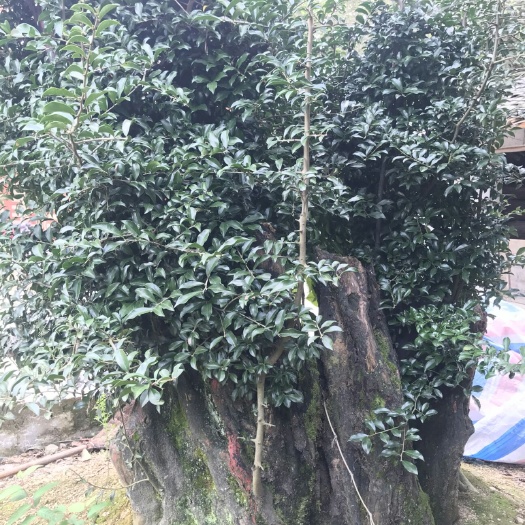 慈利县金弹子原桩