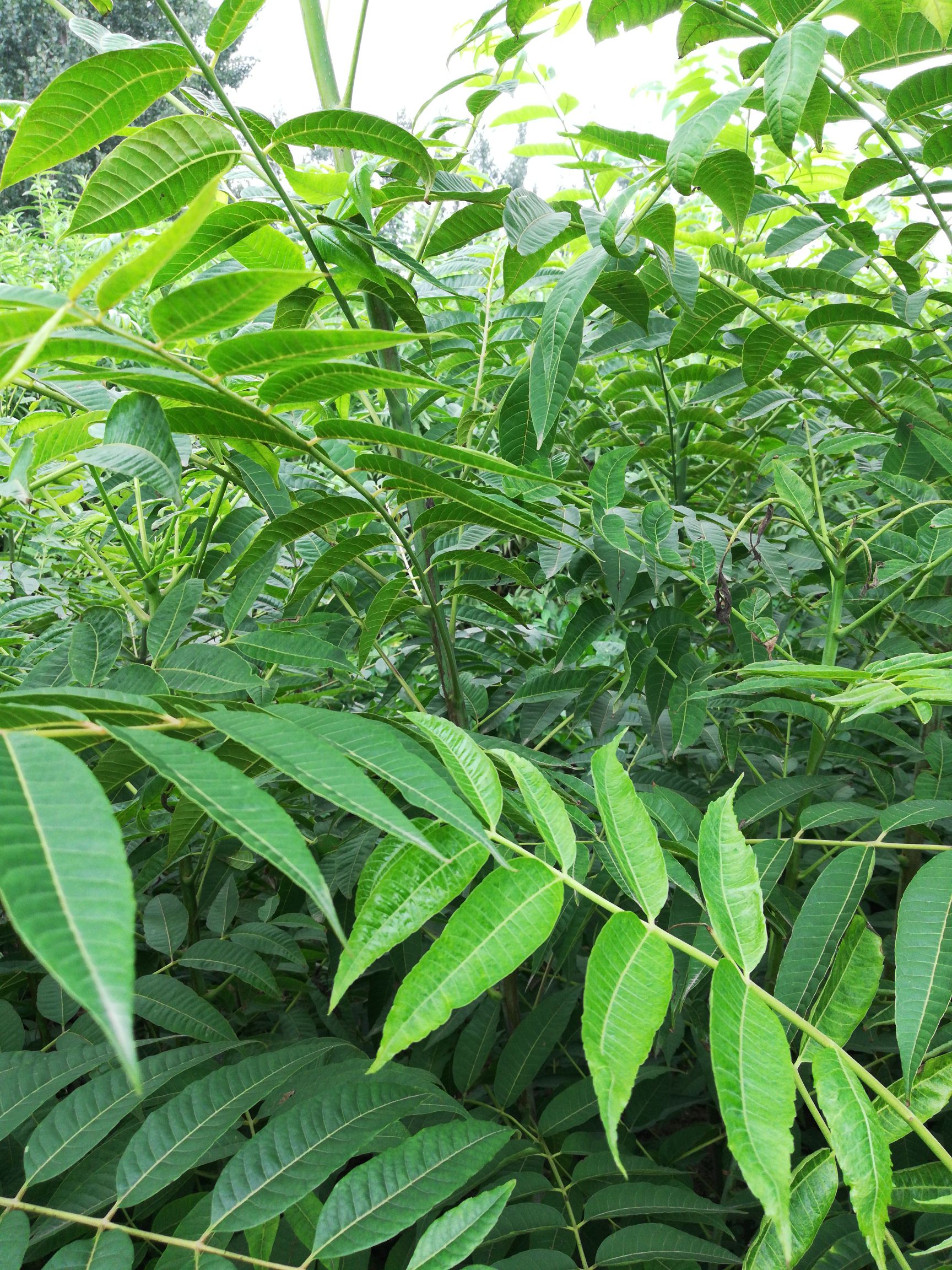 红油香椿苗 2公分以下 