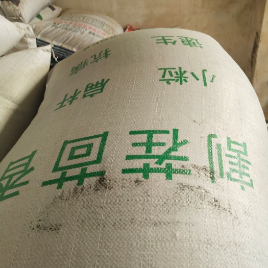 昌邑市 割茬茴香种子