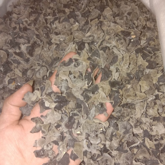  东北黑木耳