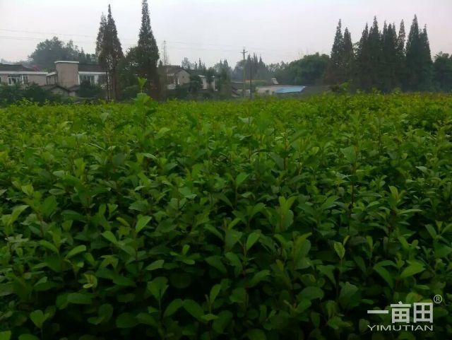洪雅县黑桤木