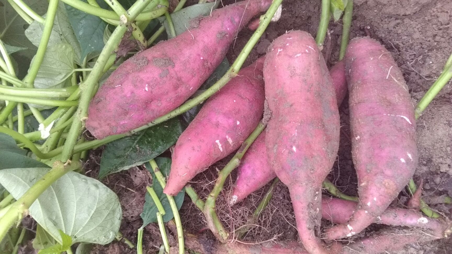 龙薯九号 红皮 3两~6两