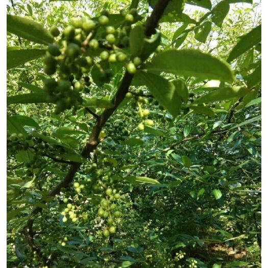 平邑县七叶青花椒苗