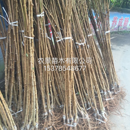 苍溪县蜂糖李苗 