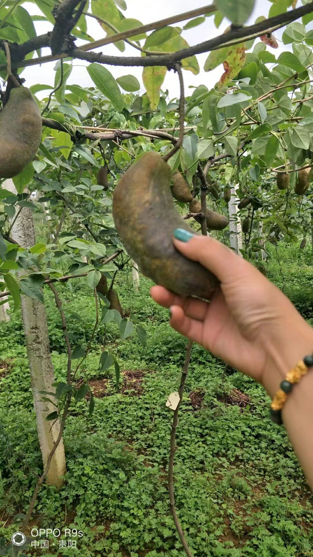 野生八月瓜 种植 150g以上