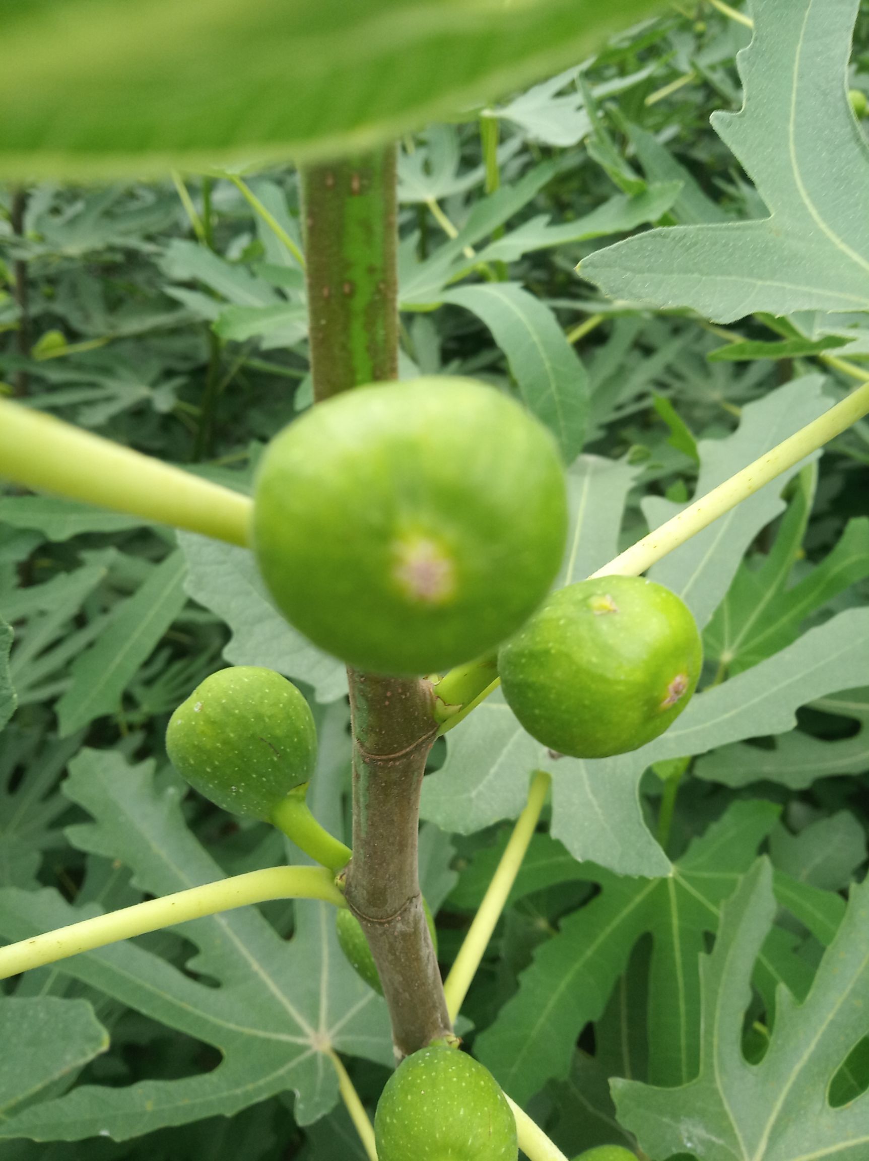 青皮无花果树苗