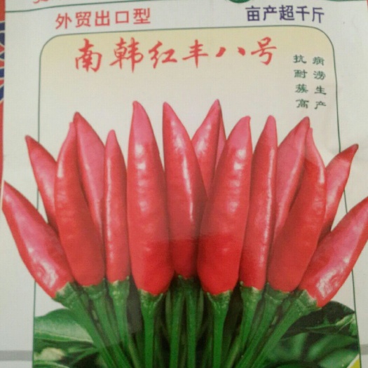 临颍县朝天椒种子 90%以上 原种 