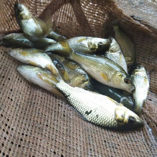 昭通 鲫鱼苗，等各种特色鱼苗，品种好，长势快，成活率高