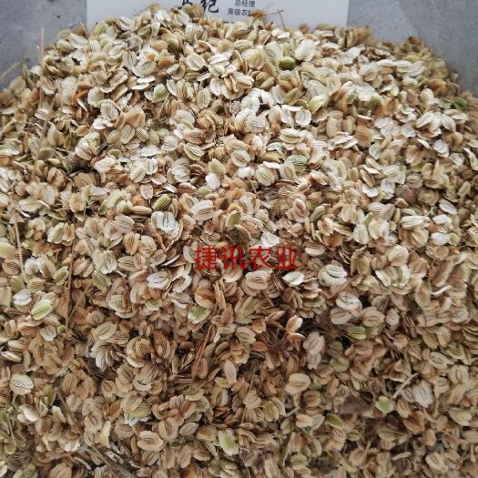 亳州白芷种子 【推荐】白芷种苗 川白芷投资小 见效快 好管理 包回收 基地
