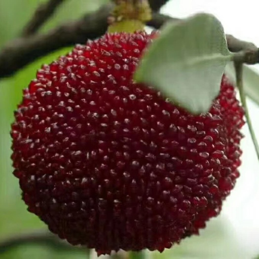 靖州县东魁苗 