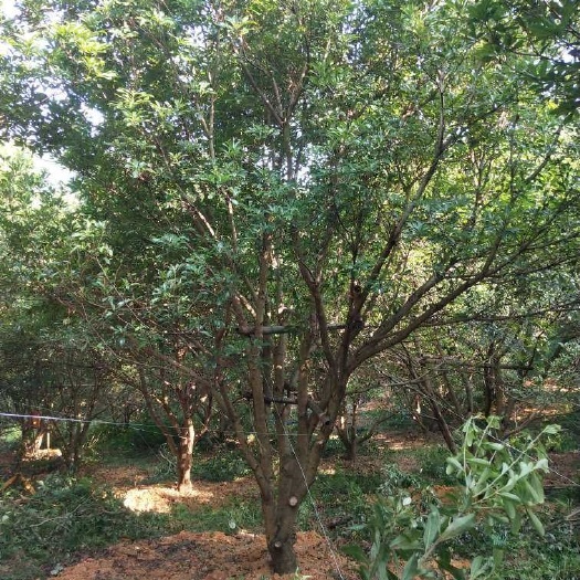靖州县荸荠杨梅种苗