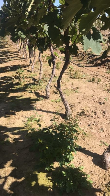公主岭市茉莉香葡萄苗