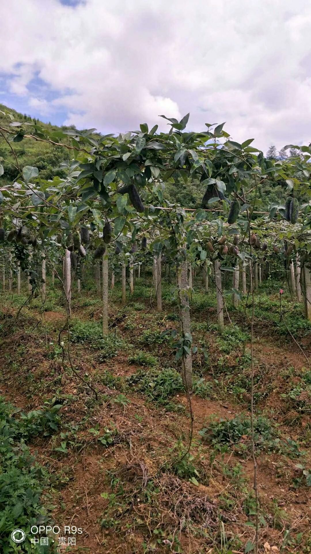 野生八月瓜 种植 150g以上