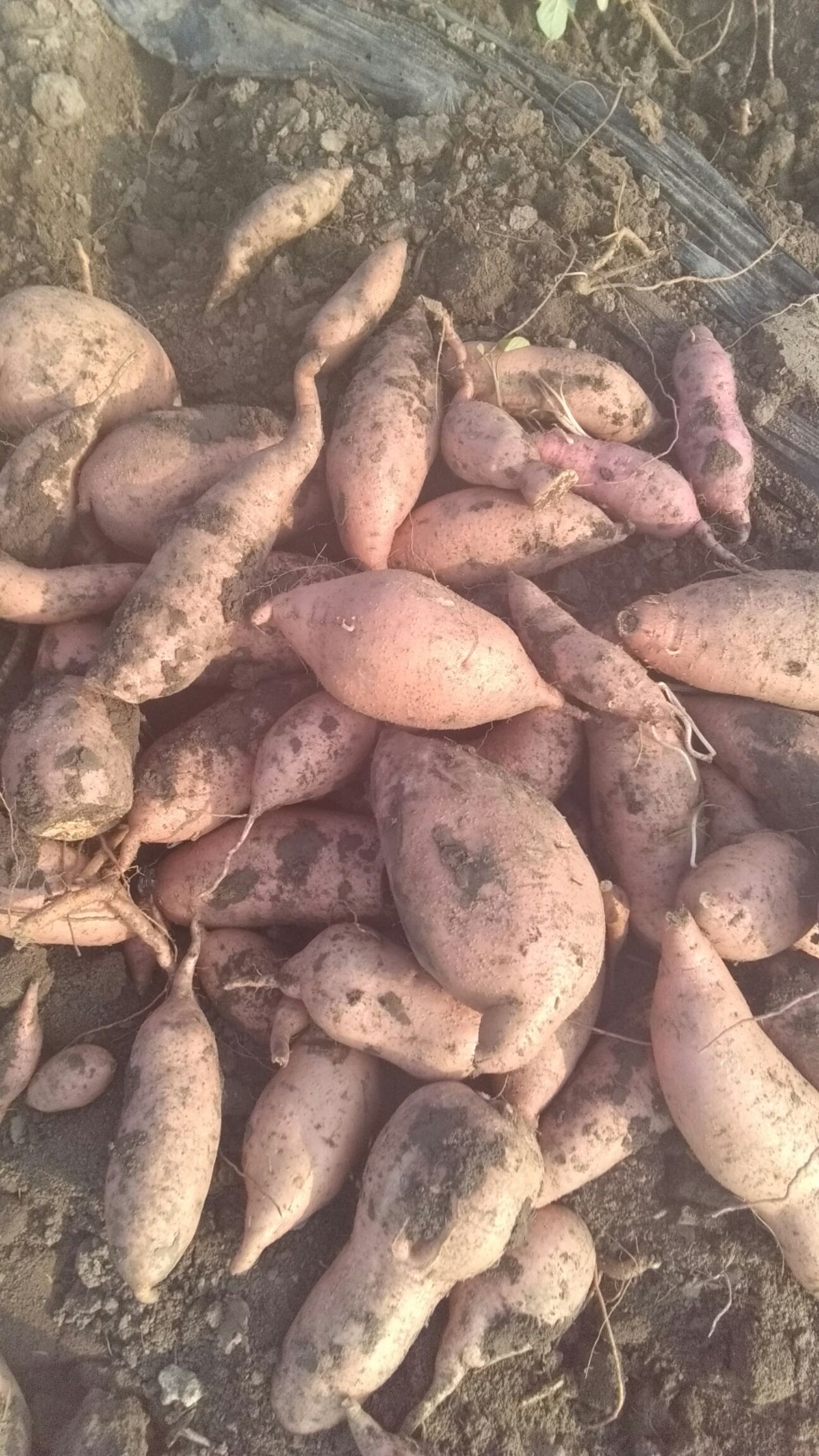 龙薯九号 红皮 3两~6两