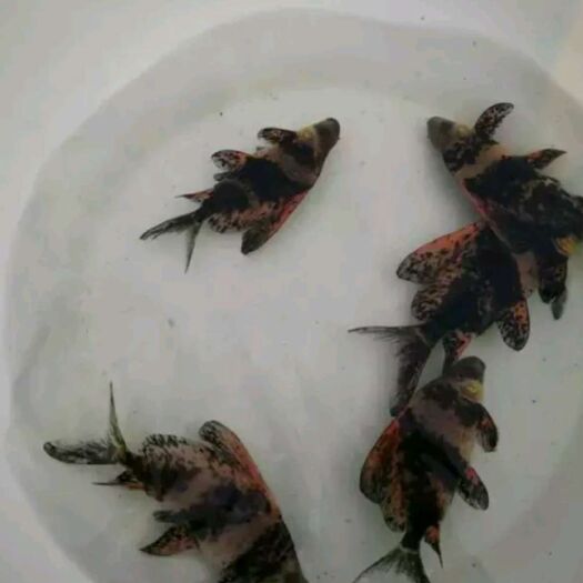 南充 鲫鱼苗，各种特色鱼苗，品种好，规格齐全