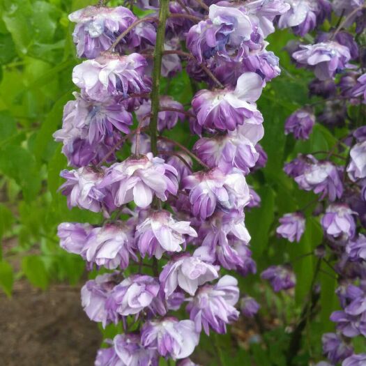 费县 日本多花紫藤，长花穗紫藤，重瓣紫藤