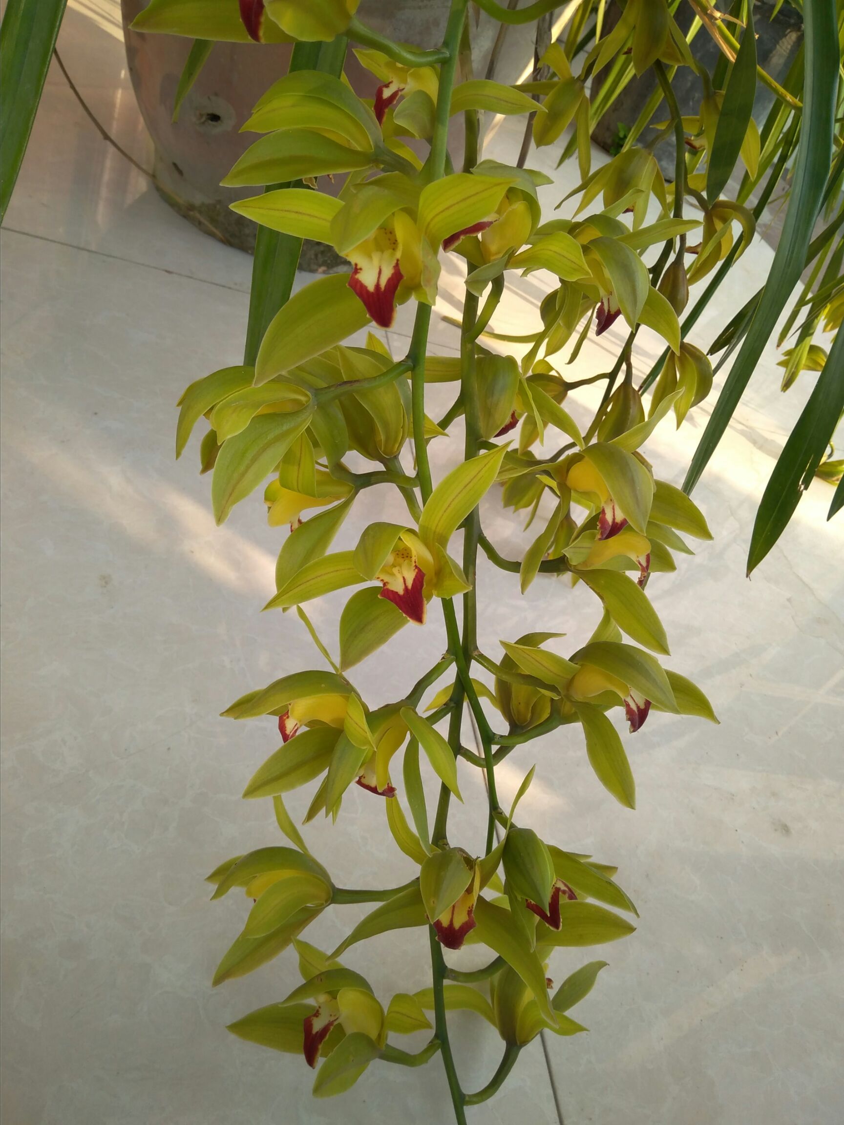 碧玉兰 虎头兰碧玉素花