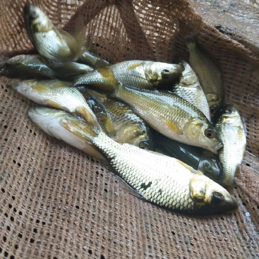  花鲢鱼苗，草鱼苗等各种特色鱼苗，品种好，长势快