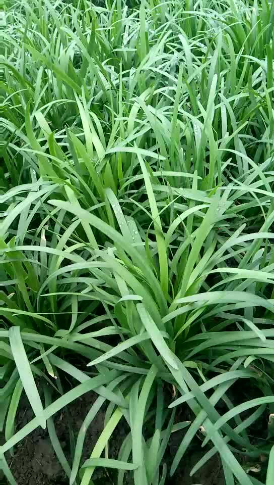 富生韭菜 二茬 30~35cm