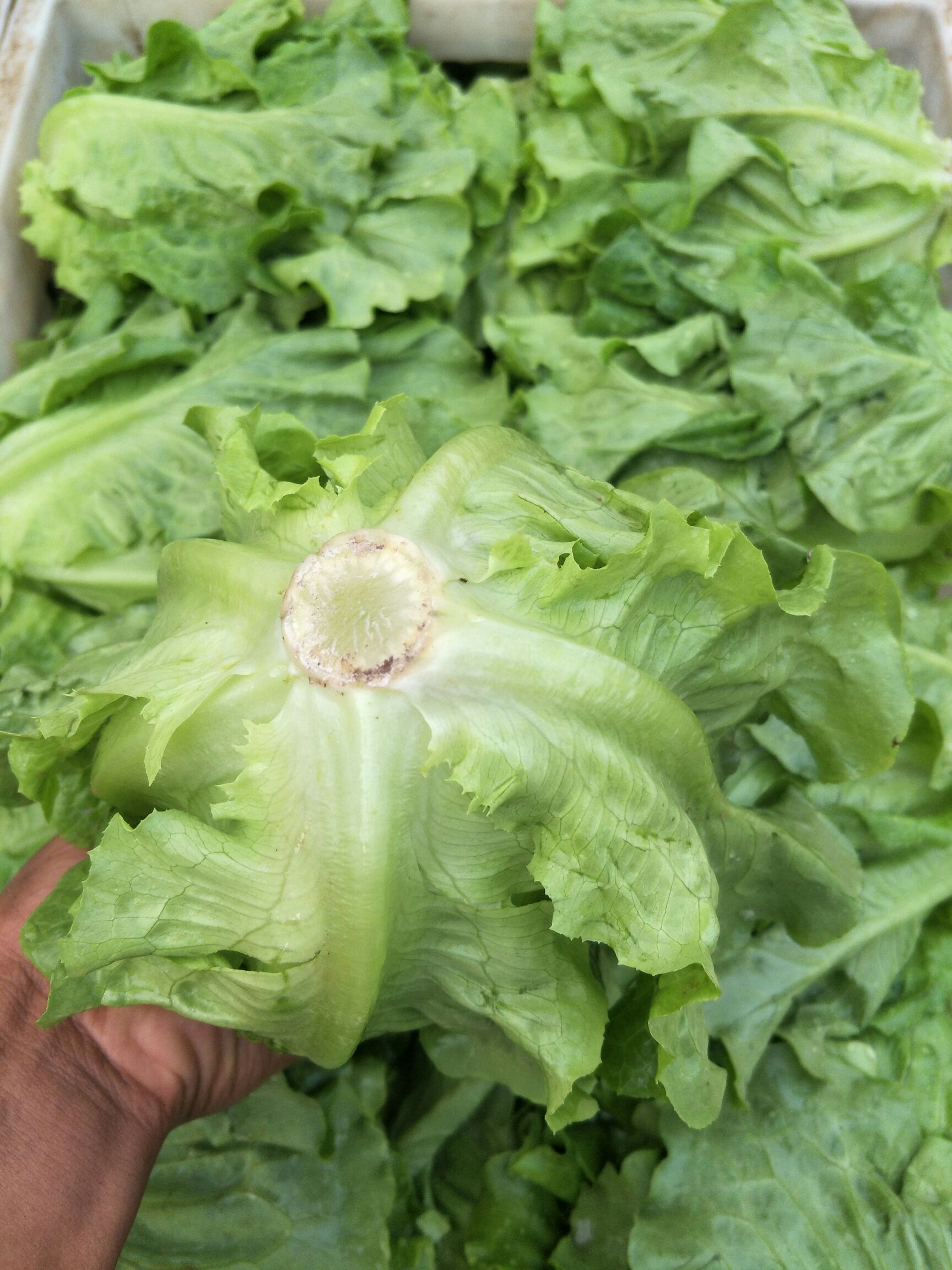 意大利生菜常年代購代銷四季蔬菜