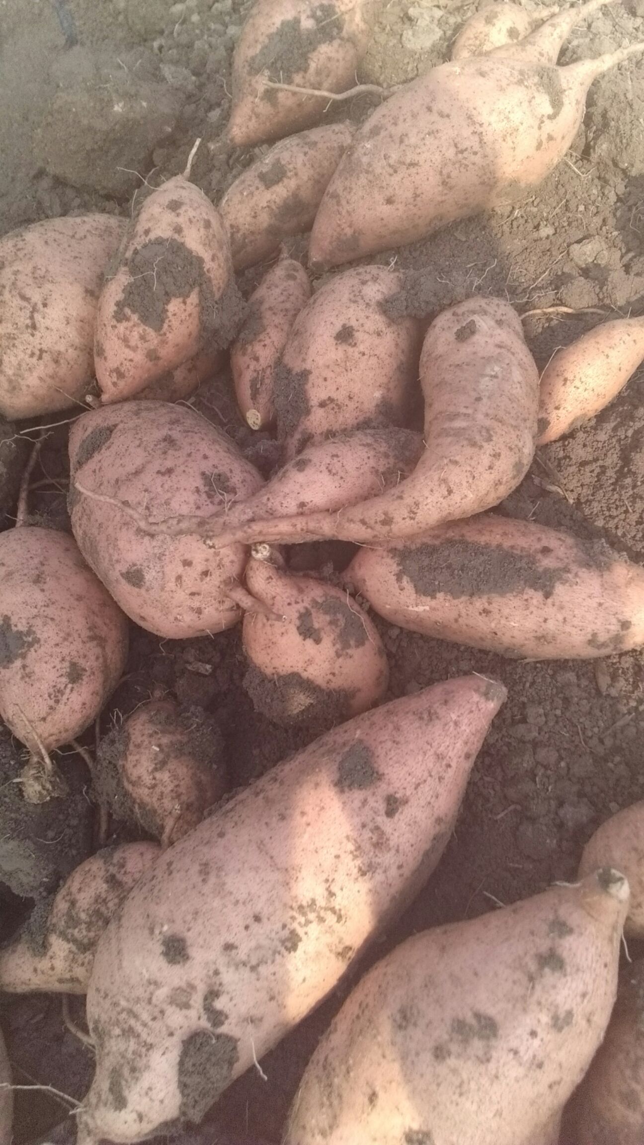 龙薯九号 红皮 3两~6两