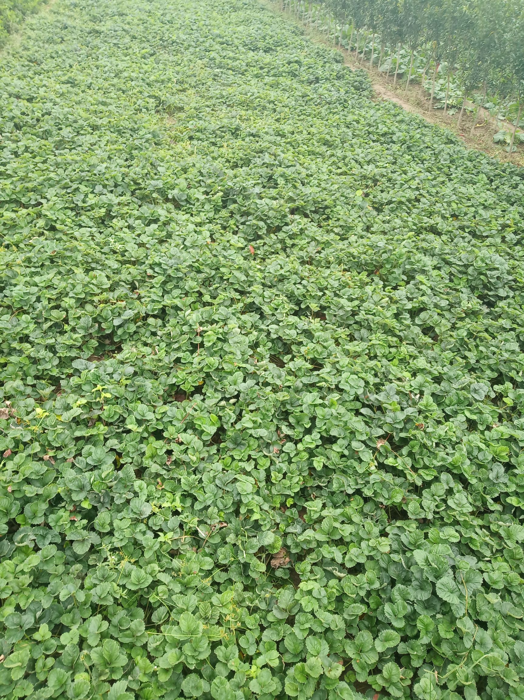 奶油草莓苗 地栽苗 10~20公分 