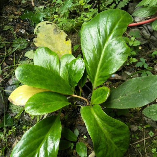 峨眉山市景天三七 岩白菜，