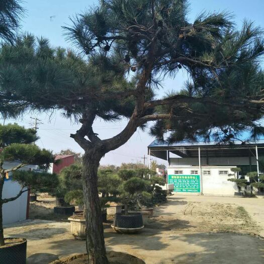 舟曲县山地油松