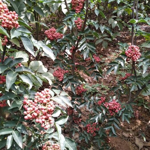 渭南无刺花椒苗  优质无刺花椒嫁接苗，生长快来年掛果效益高，全株无刺，易采摘。